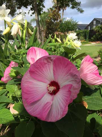 Beaumont Botanical Gardens 